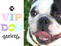 Transport et Services Animaliers
