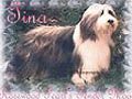 Rosewood Pearl's BEARDED COLLIES Elevage 