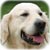 Votre chien au quotidien