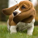 Le Basset Hound