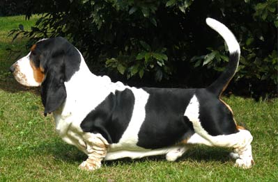 Le Basset Hound