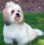 Le Lhassa Apso