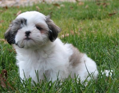 Le Shih Tzu