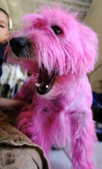 Coloration chien