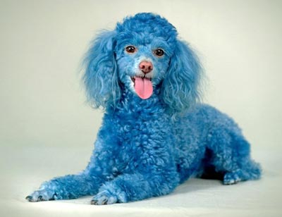 Coloration chien