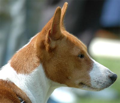 Le Basenji