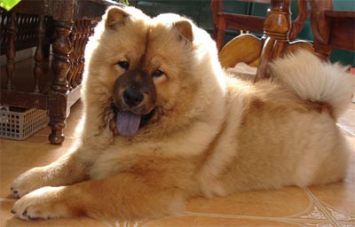 Le Chow Chow et sa langue bleue