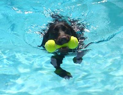 Le labrador en pleine nage