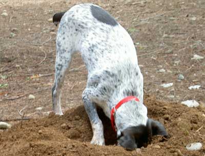 Chien qui dterre les bulbes