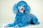 Coloration pour chiens