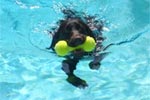 Curiosit�s canines