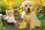 Le pr�nom du chiot et du chat
