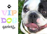 Interview avec William de Strictly Vip Dog
