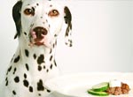 Le chien pendant et apr�s les f�tes