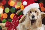 Sous le sapin, les paniers cadeaux pour votre chien et votre chat!